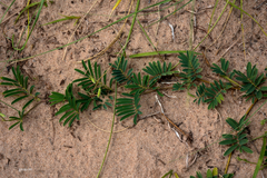 Tephrosia cinerea