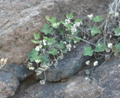 Notholaena standleyi