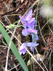 Ixia polystachya