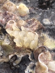 Ocenebrinae