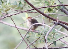 Cisticola fulvicapilla fulvicapilla