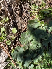 Lamium amplexicaule