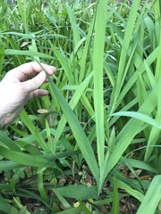 Hemerocallis fulva
