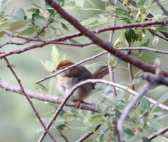 Cisticola fulvicapilla fulvicapilla