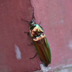 Campsosternus auratus