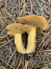 Suillus tomentosus