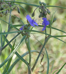Tradescantia occidentalis