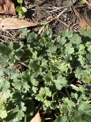 Lamium amplexicaule