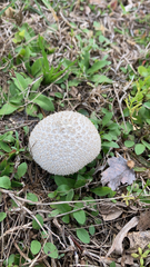 Lycoperdon marginatum