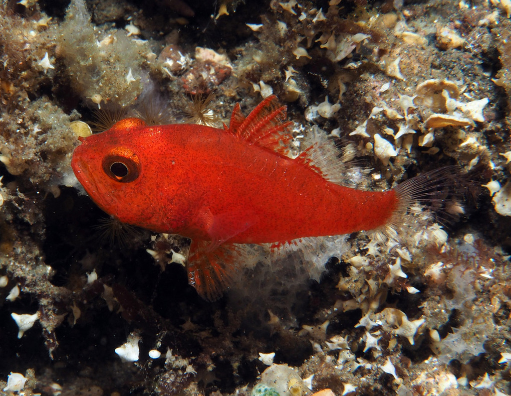 Ceram Cardinalfish