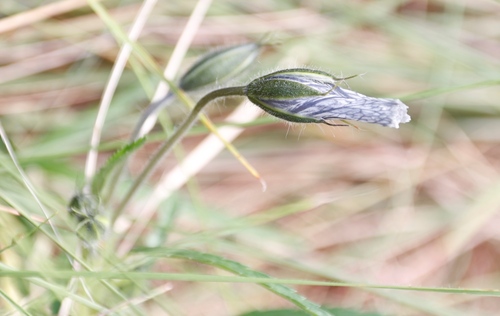 Image of Monsonia attenuata by (c) Tony Rebelo, some rights reserved (CC BY-SA)