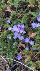 Crocus tommasinianus