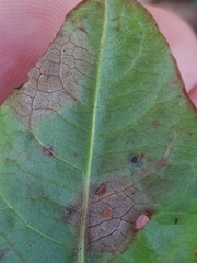 Dothideomycetes