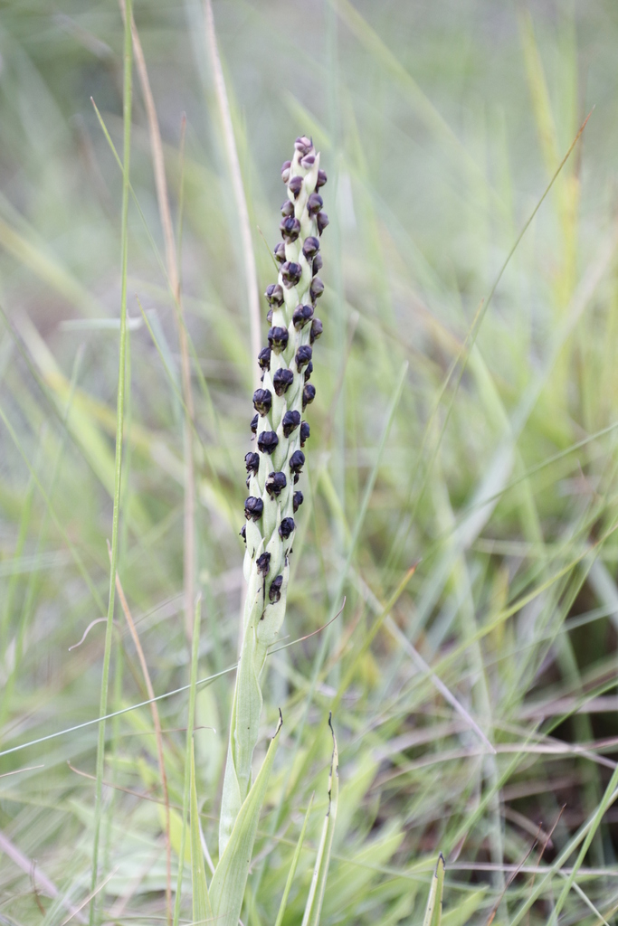 Corycium nigrescens