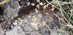 Psammotropha