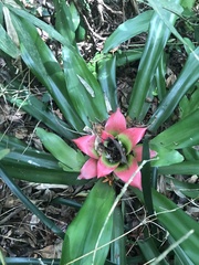 Nidularium innocentii