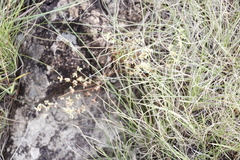Psammotropha