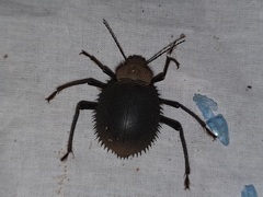 Prionotheca coronata