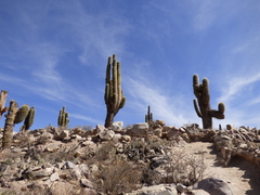 Trichocereus atacamensis