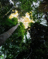 Handroanthus guayacan