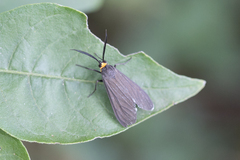 Ctenucha rubriceps