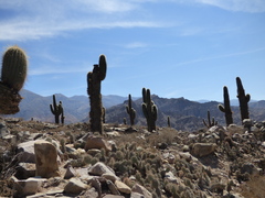 Trichocereus atacamensis