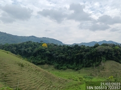 Handroanthus guayacan