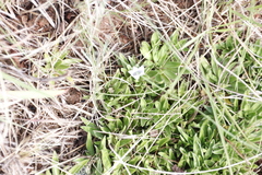 Craterocapsa tarsodes