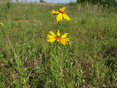 Coreopsis grandiflora