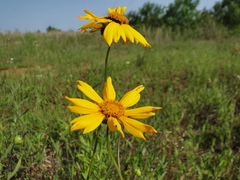 Coreopsis grandiflora