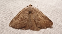 Pachycnemia tibiaria