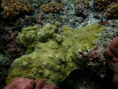 Acropora palmerae