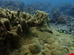 Acropora palmerae