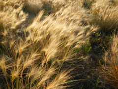 Hordeum jubatum