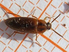 Hallomenus binotatus