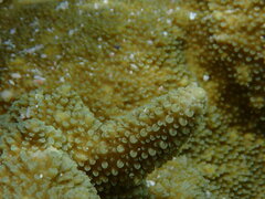 Acropora palmerae