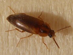 Hallomenus binotatus
