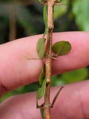 Oplonia spinosa