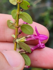 Oplonia spinosa