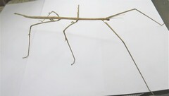 Cladoxerini