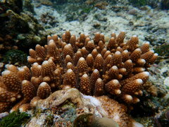 Acropora gemmifera