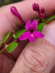 Oplonia spinosa