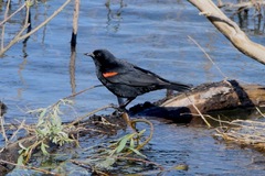 Agelaius phoeniceus californicus