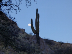 Trichocereus atacamensis