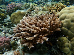 Acropora intermedia