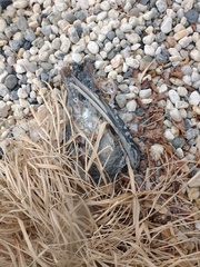 Columba livia domestica