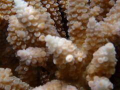 Acropora intermedia