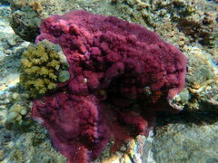 Montipora turgescens