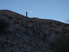 Trichocereus atacamensis