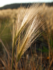 Hordeum jubatum